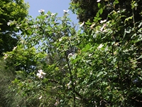 Portella_Calanna - Cistus_salvifolius_20110605 069.jpg